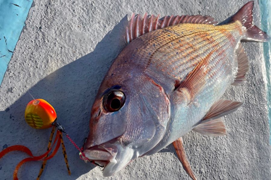 千葉県/いすみ市】タイラバ＆SLJでマダイとマハタをキャッチ